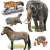 Иллюстрации » Животные
